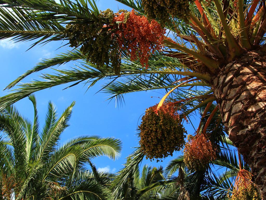 Finca Hotel Rural Predio Son Serra Can Picafort  Esterno foto